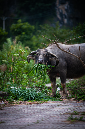 正在吃草的南非水牛摄影图片